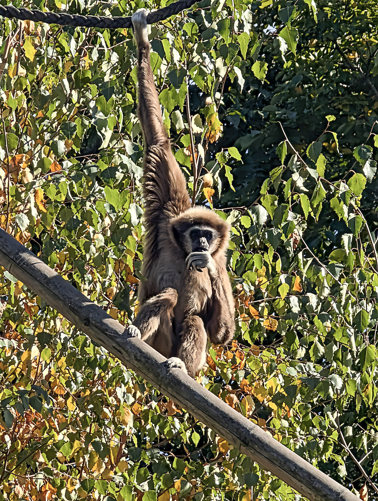 20251018 Tierparkzeichnen Impressionen 5
