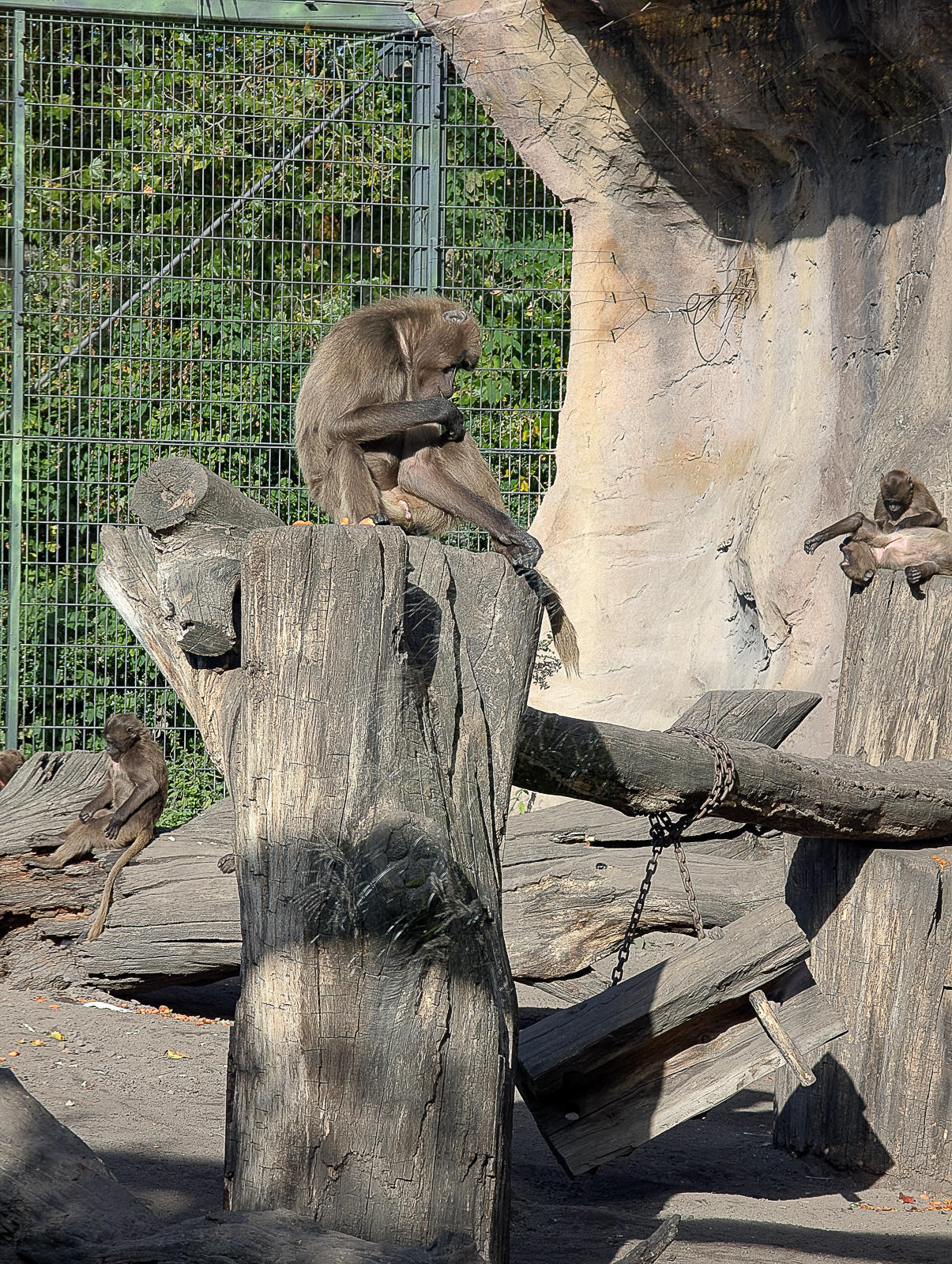 20251018 Tierparkzeichnen Impressionen 9