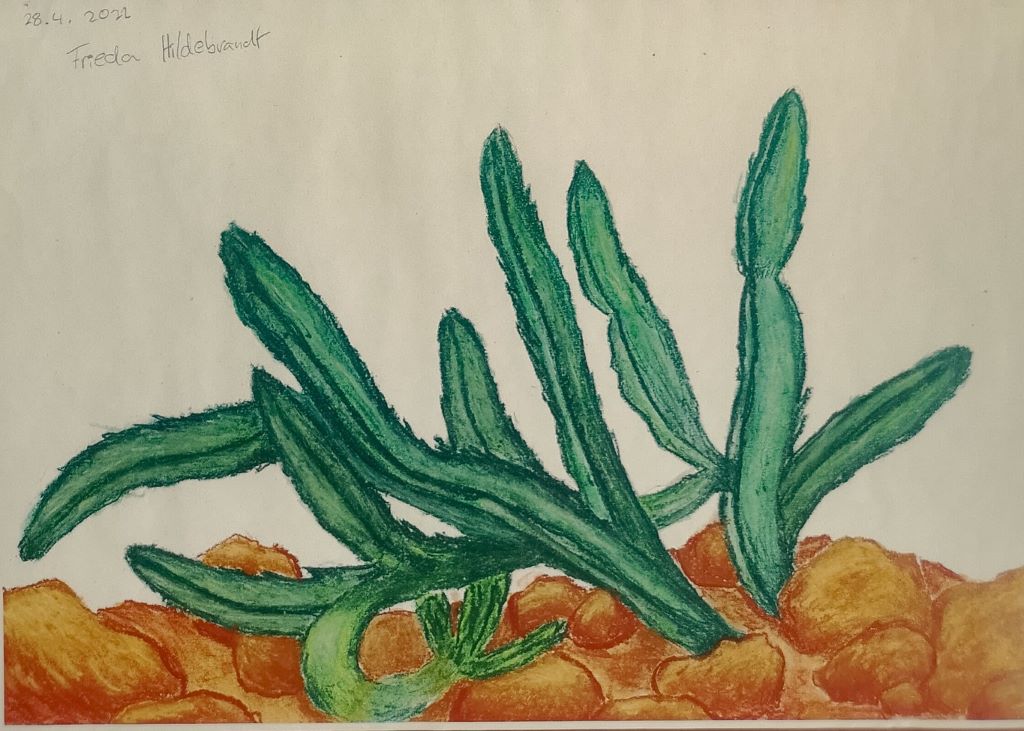 156 Landschaft Kaktus in der Wueste Kreide Frida 11J